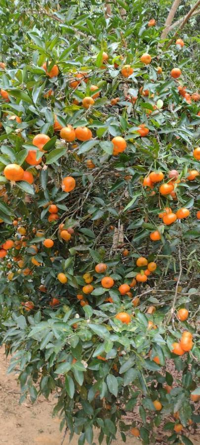 Sitio Cachoeirinha - Araguaia Marechal Floriano Εξωτερικό φωτογραφία