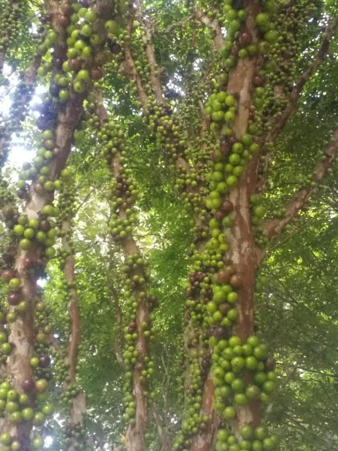 Sitio Cachoeirinha - Araguaia Marechal Floriano Εξωτερικό φωτογραφία